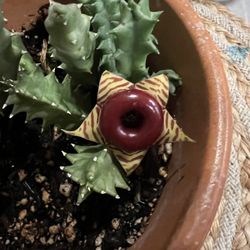 Lifesaver Plant, or Huernia zebrina