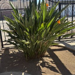 Bird of paradise plant
