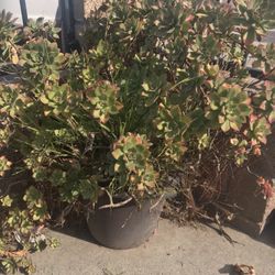 Large Succulent Plants In Pot!