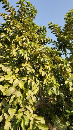 Guava