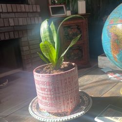 Snake Plant For Sale