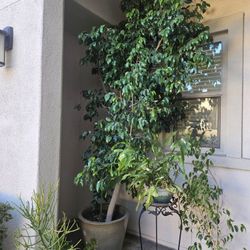 Very Very Tall Ficus In A Big Beautiful Pot