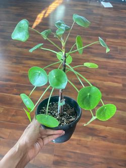 Pilea Money Plant aka “Friendship plant”