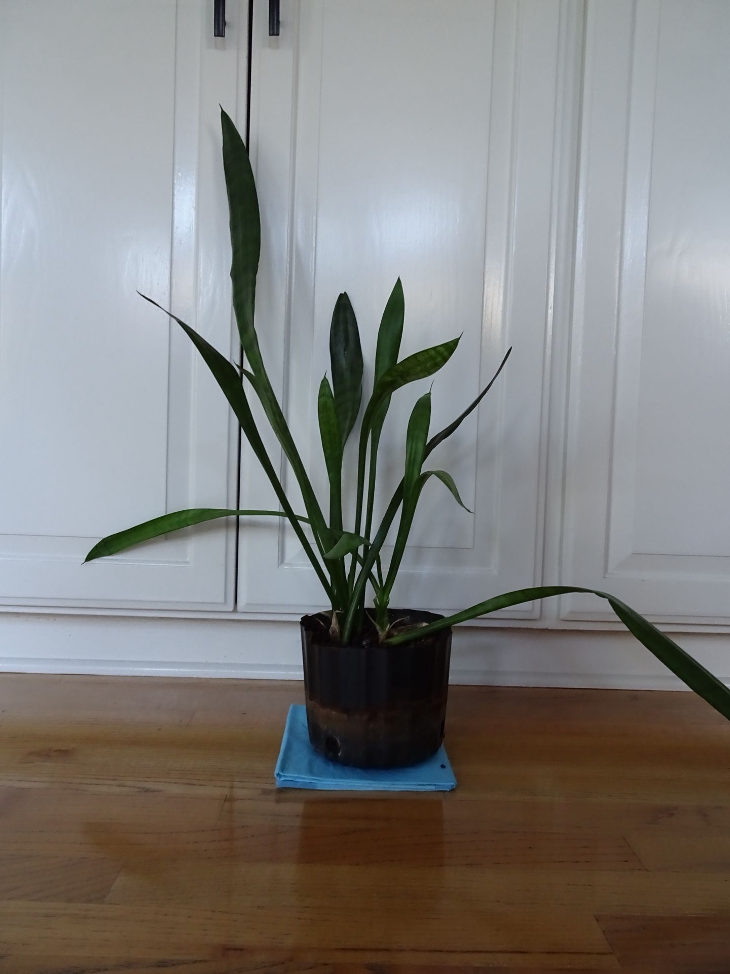 Snake Plant Indoor House Mother-in-Law’s Tongue 25” Tall New Growth