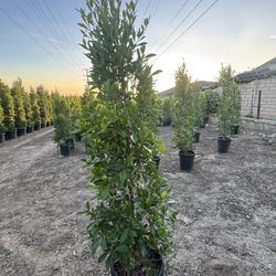 Ficus Nítida (Faica) Indian Laurel 