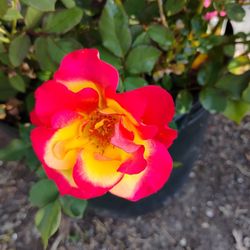 Sunset Horizon Rose 🌹 Plant 
