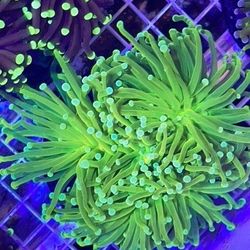CORAL ASSORTMENTS 