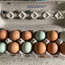  Free Range Chicken Eggs