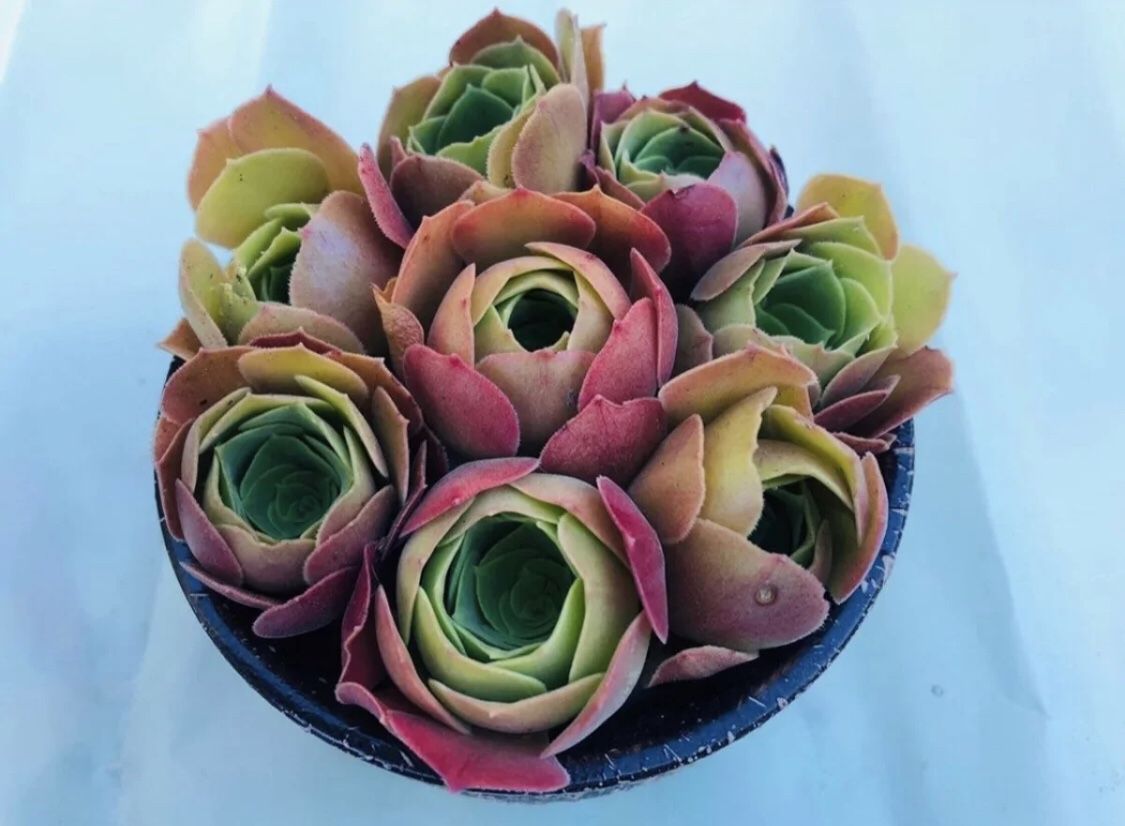 8 Aeonium ‘Blushing Beauty’ CUTTING ready to be poted!