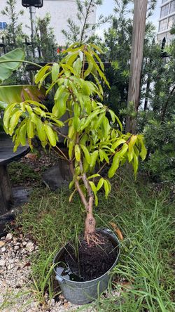 Árbol de mango listo para sembrar