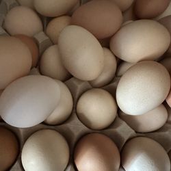 Organic Eggs 