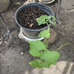 Chayote Squash Plant