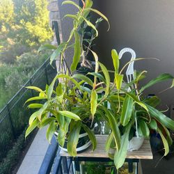 Carnivorous Plants And Aquatic Plants.