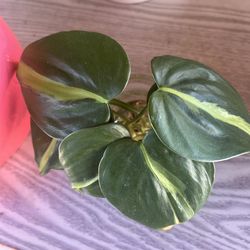 Philodendron brazil cuttings