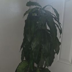 5 Feet Tall Artificial Plant 