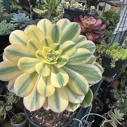 Aeonium 1 Gallon Pot 