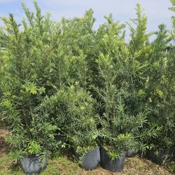huge Podocarpus  Instant Privacy Hedge For Fence 