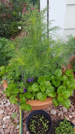 Mixed pot of flowers $30 each