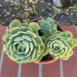 Beautiful Succulent Plant 