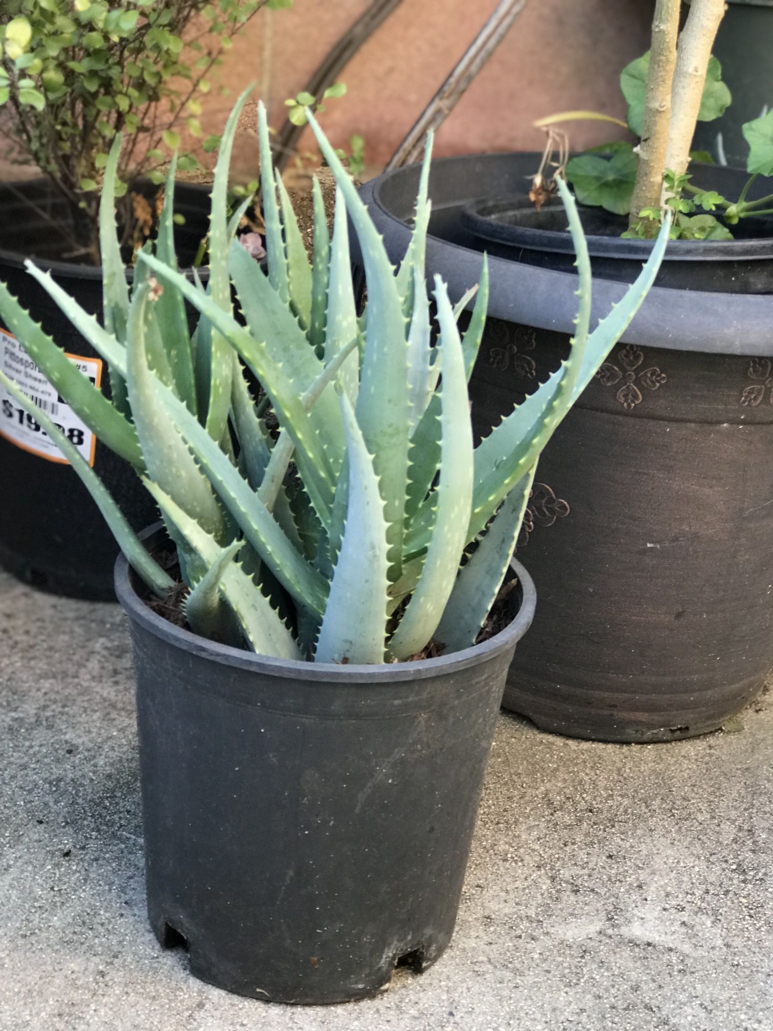 $7 Aloe vera plant