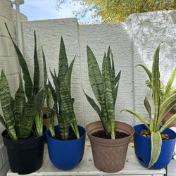 Snake plant 15 each 