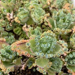 Kalanchoe Beautiful Mexican Plants 🪴 