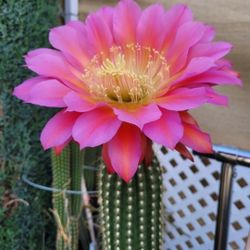 La Flor  Esde Muestra Para Bean Que Color Es