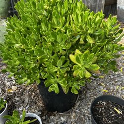 beautiful jade plant for only 25 dollars 