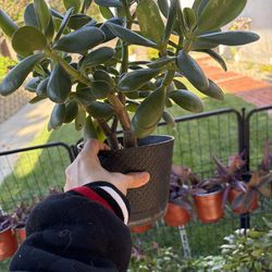 Lucky Jade plant 🪴 🍀