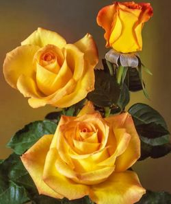 Good Day Sunshine Climbing Rose