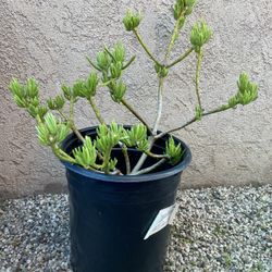 Large Lemon Bean Bush Tree 26”