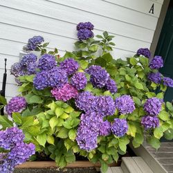  Hydrangea Beautiful Perennial Plant.