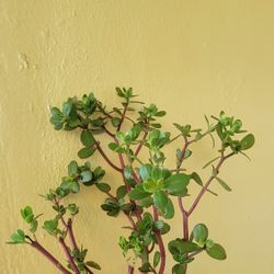Purslane Succulent Plant 