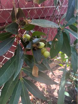 Palos de manzana Rosa