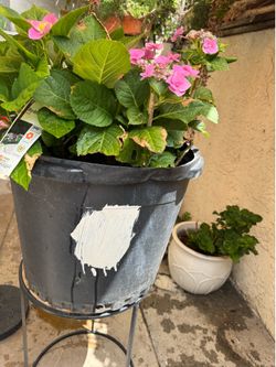 Nice, beautiful pot come with flowers make me offer