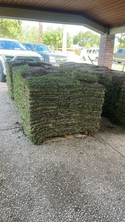 Saint Agustin Grass