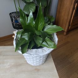 Peace Lily Plant