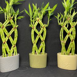 Bamboo Plants With Oval Vases-($10 each ,16”tall )