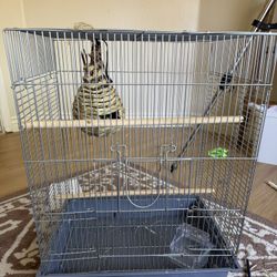 Bird Cage 