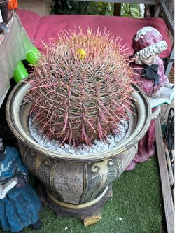 Healthy California cactus
