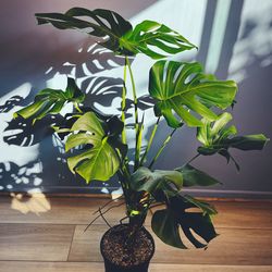 Beautiful monstera deliciosa house indoor plants - currently about 40-44” tall in 9x9” pots. Many available.