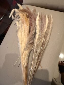 Dried Pampas Grass Bundles ✨
