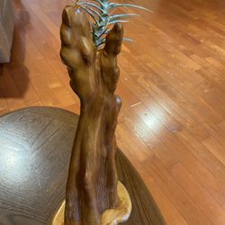 Air Plant In Natural Wood Display 