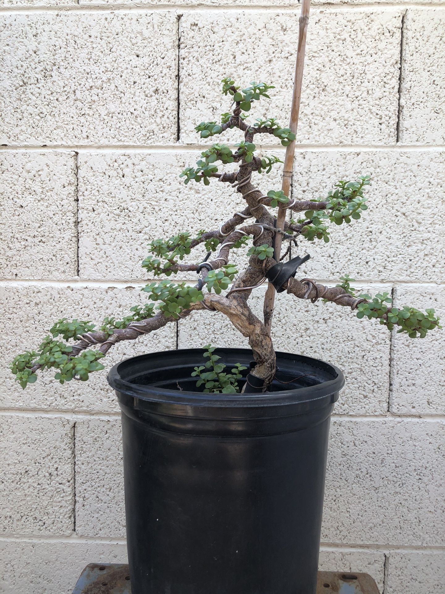 Bonsai Portulacaria Afra
