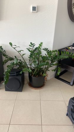 Plants
