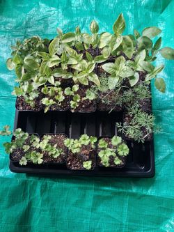Fresh Kitchen Herb Starts – Thick Basil, Dill & Cilantro