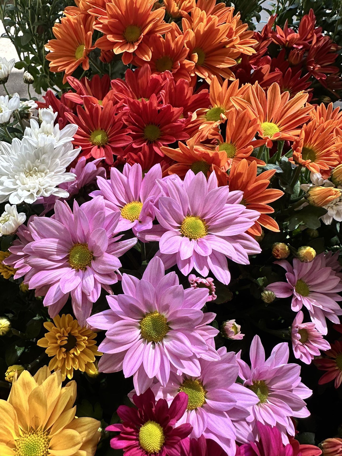 Beautiful Flowers For You All Colors