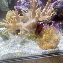 Toadstool Leather Coral