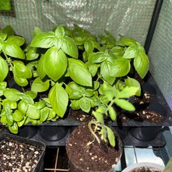Organic Basil plant