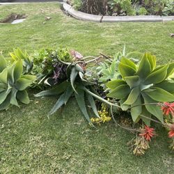 Agaves and Aeonium Black Rose 🥀